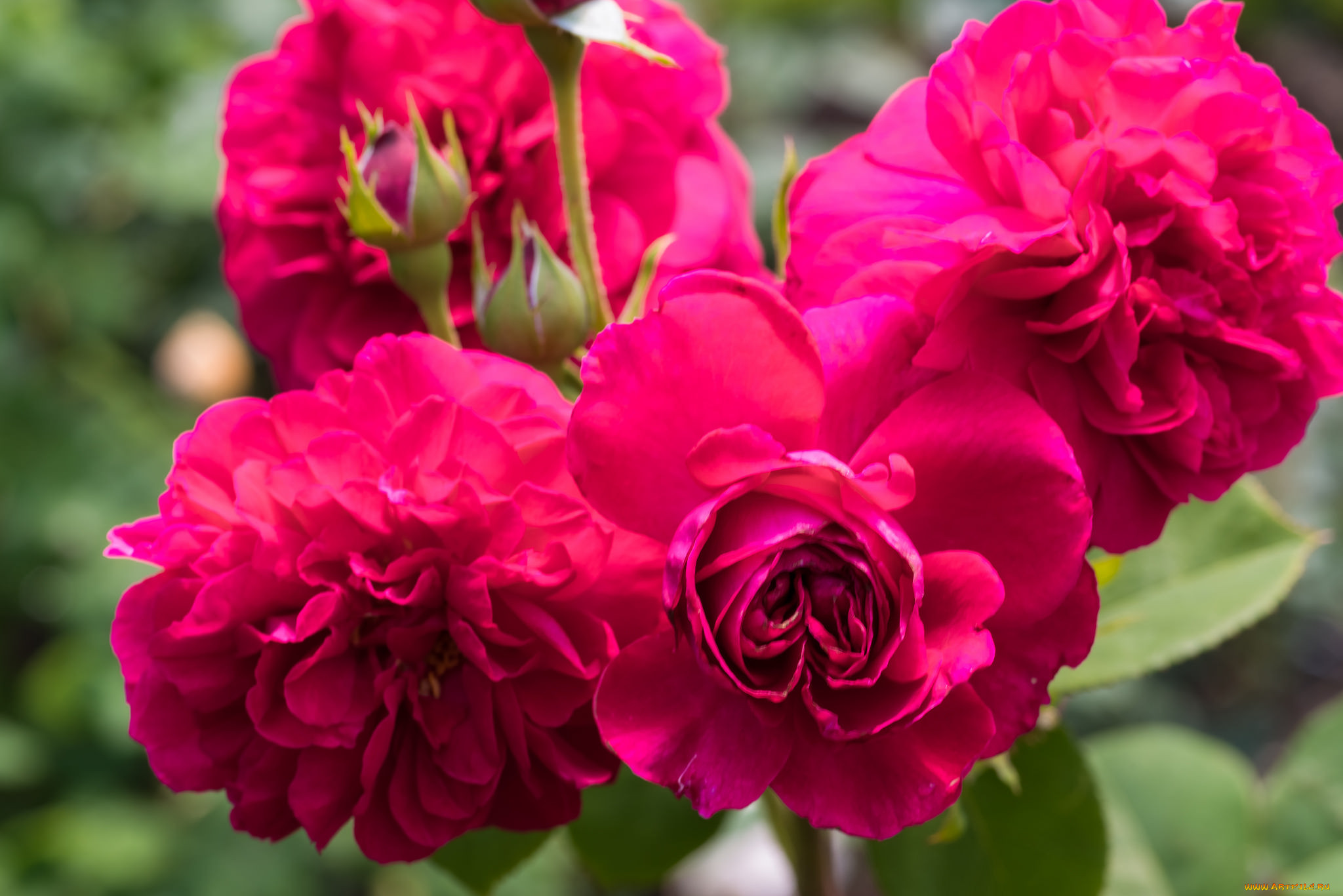 , , , , , bud, petals, leaves, blossoms, rose, , 
